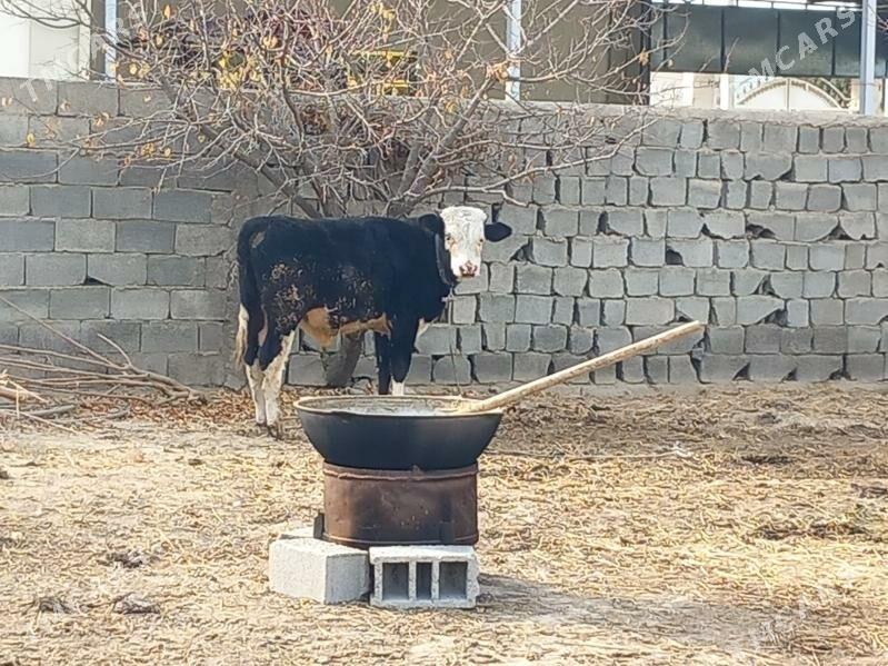 Tohum Okuz - Büzmeýin - img 2