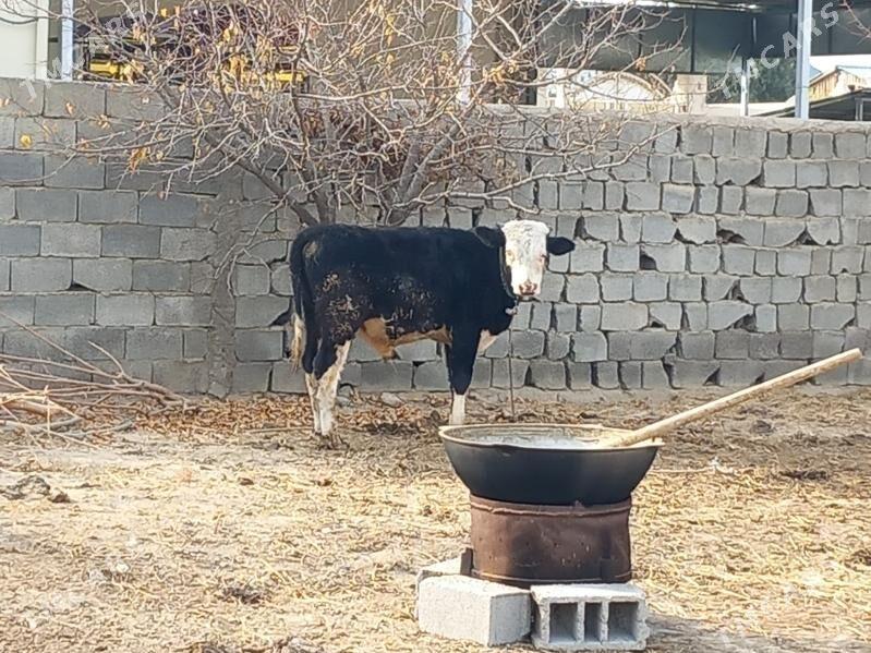 Tohum Okuz - Büzmeýin - img 3