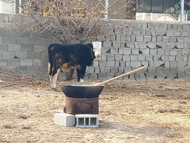 Tohum Okuz - Büzmeýin - img 1