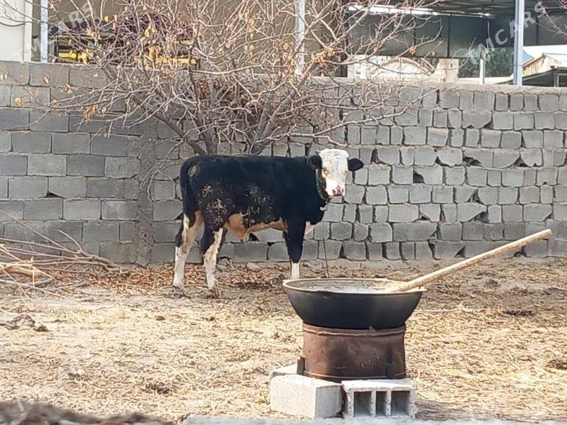 Tohum Okuz - Büzmeýin - img 4