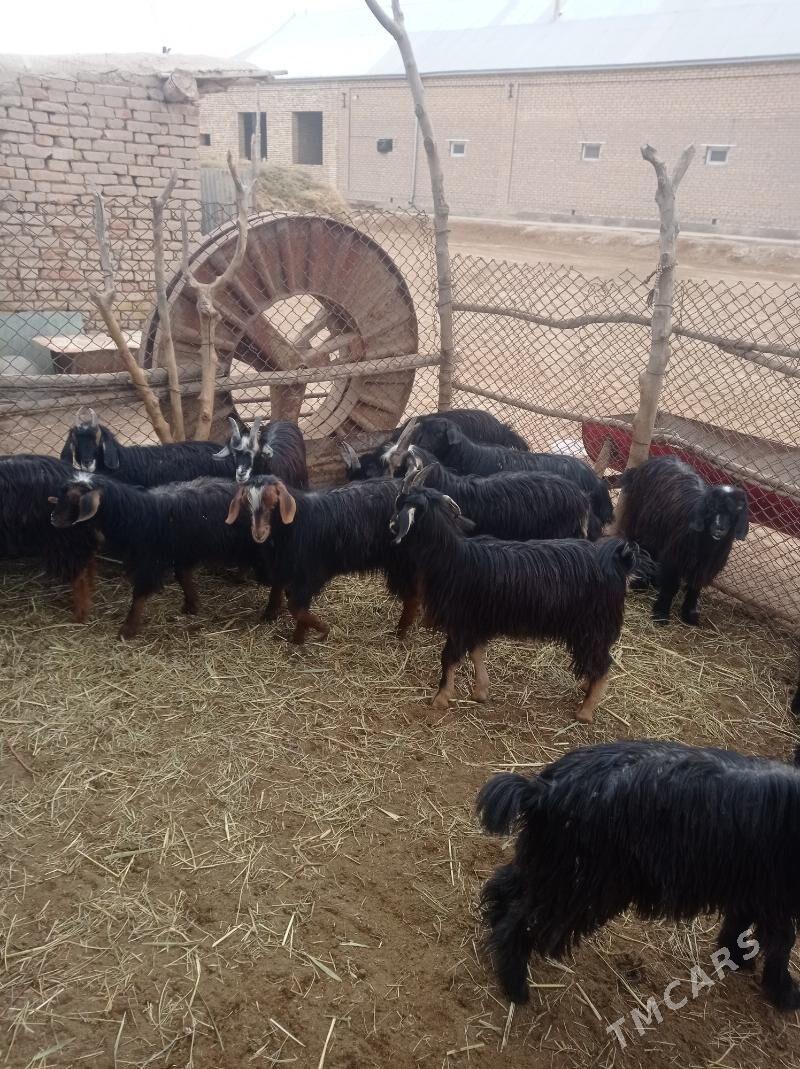 Çewiş. - Байрамали - img 2