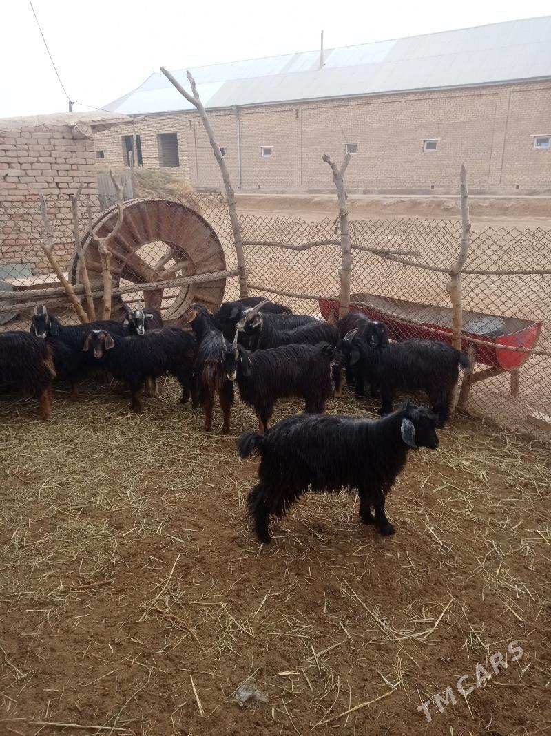 Çewiş. - Байрамали - img 4