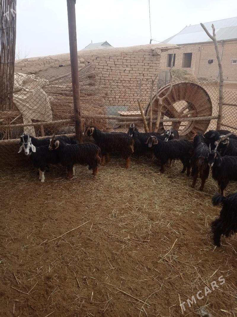 Çewiş. - Байрамали - img 3