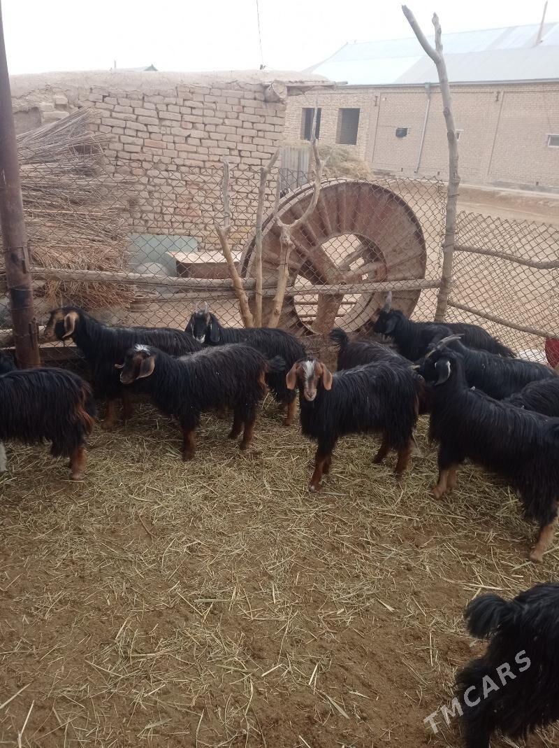 Çewiş. - Байрамали - img 1