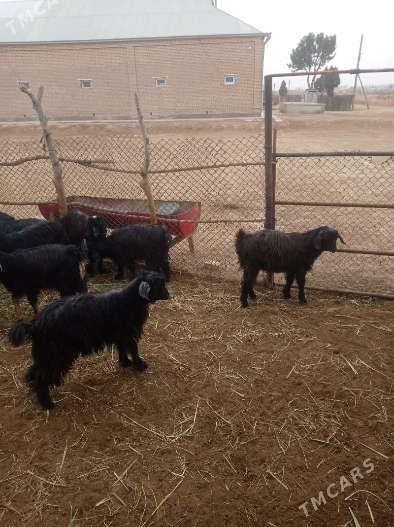 Çewiş. - Байрамали - img 5