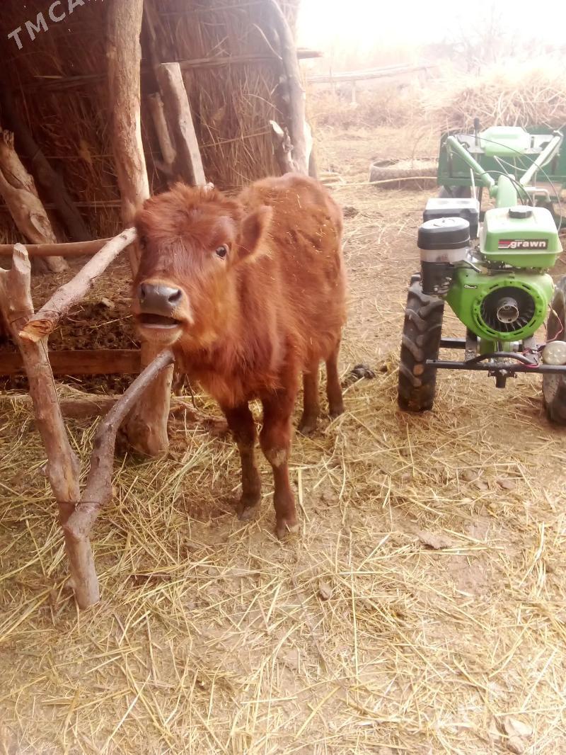 okuzce - Дянев - img 1