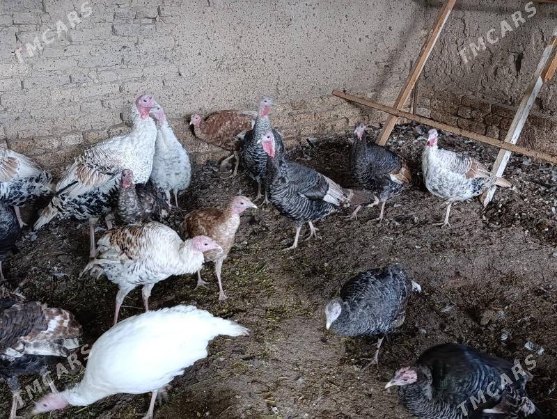 induk - Мары - img 2