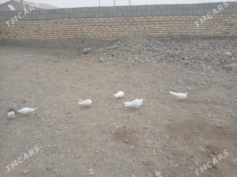 kepderi - Gyzylarbat - img 3