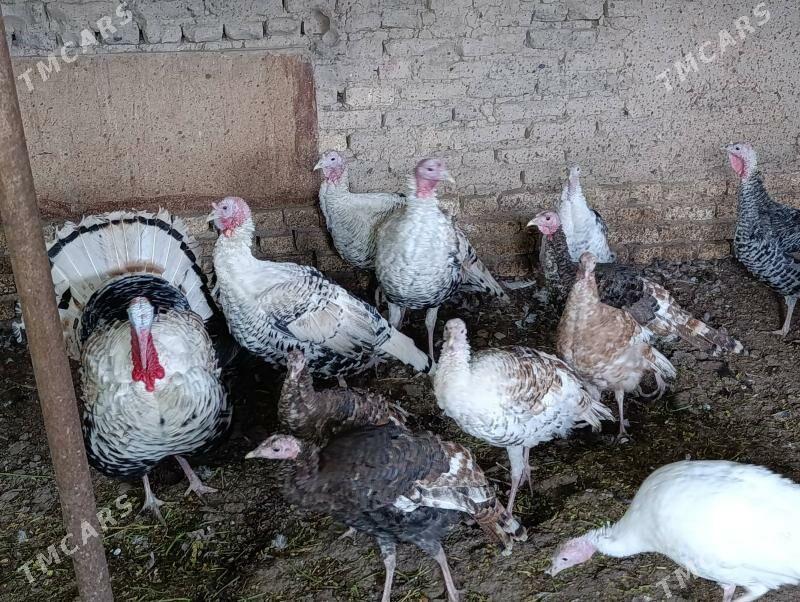 induk - Мары - img 1