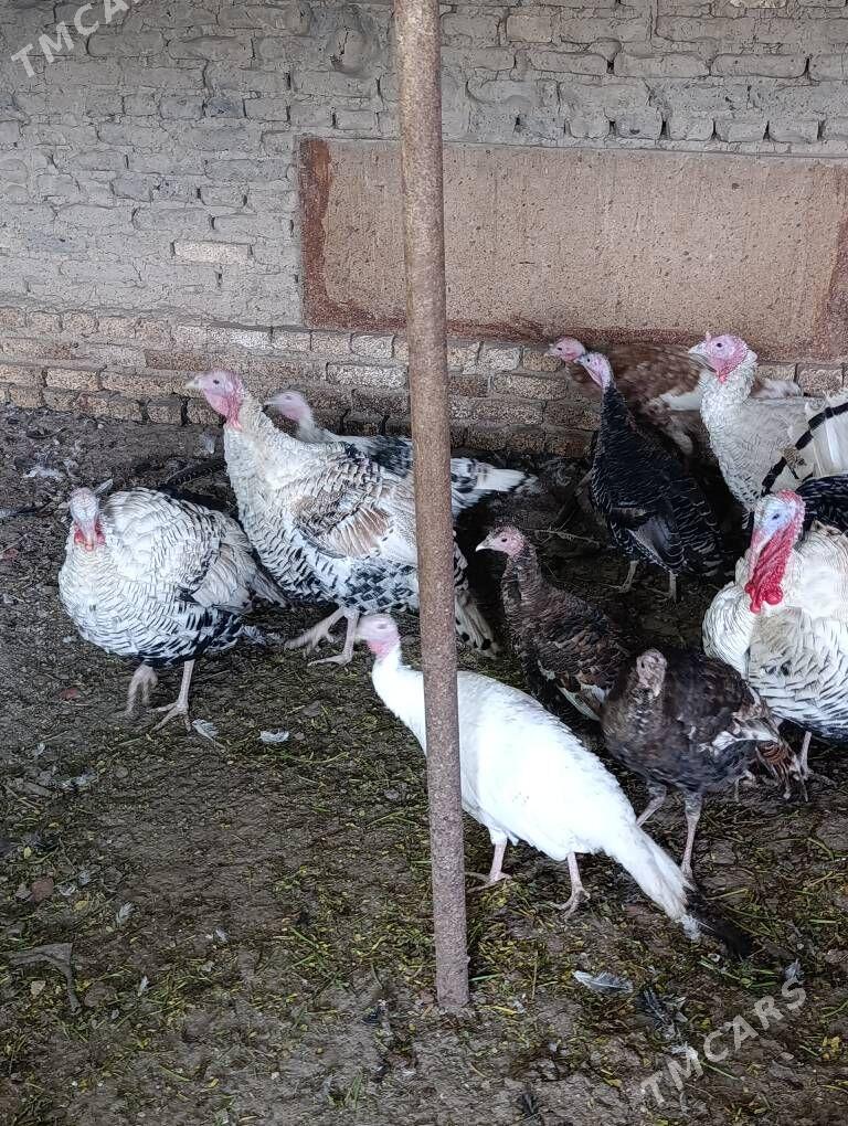 induk - Мары - img 3