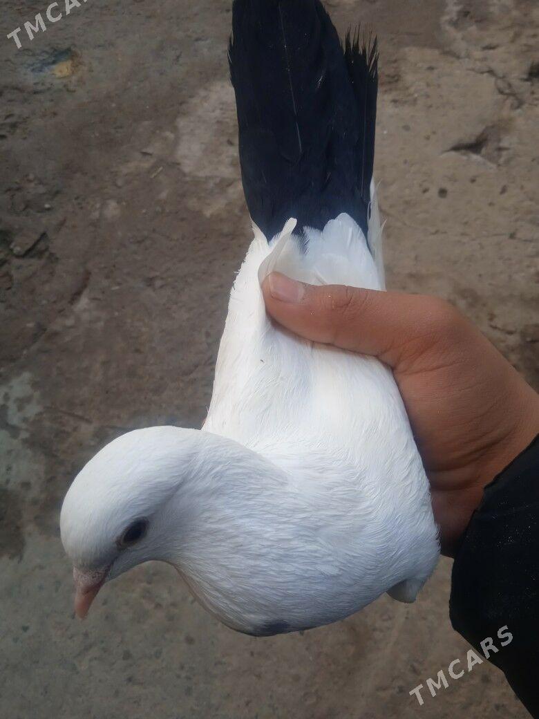 kepder - Türkmenabat - img 2