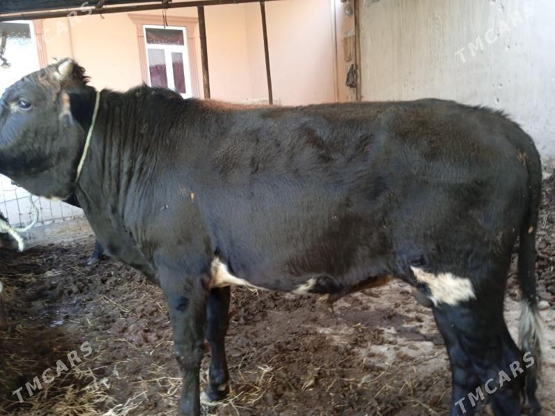 3 sany öküz - Türkmenabat - img 1