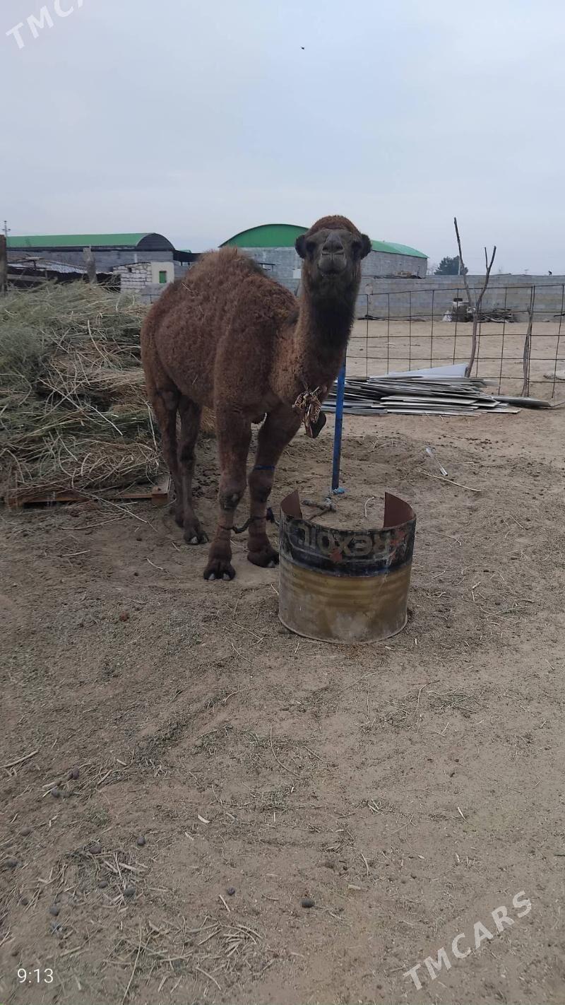 owsuk - Çoganly - img 1