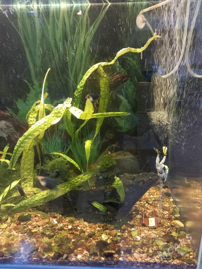 Аквариум - Aşgabat - img 1