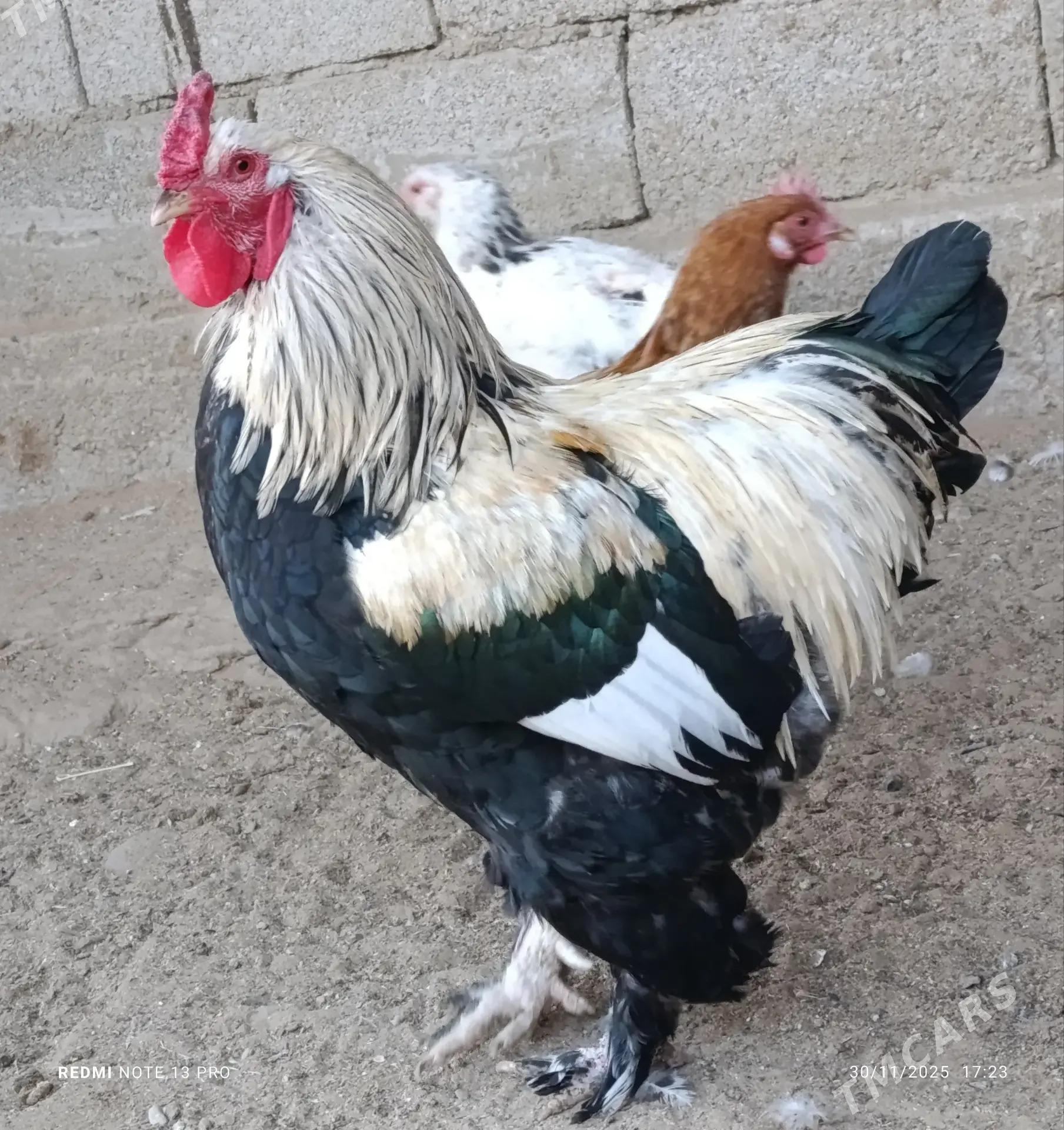 towuk - Jebel - img 4