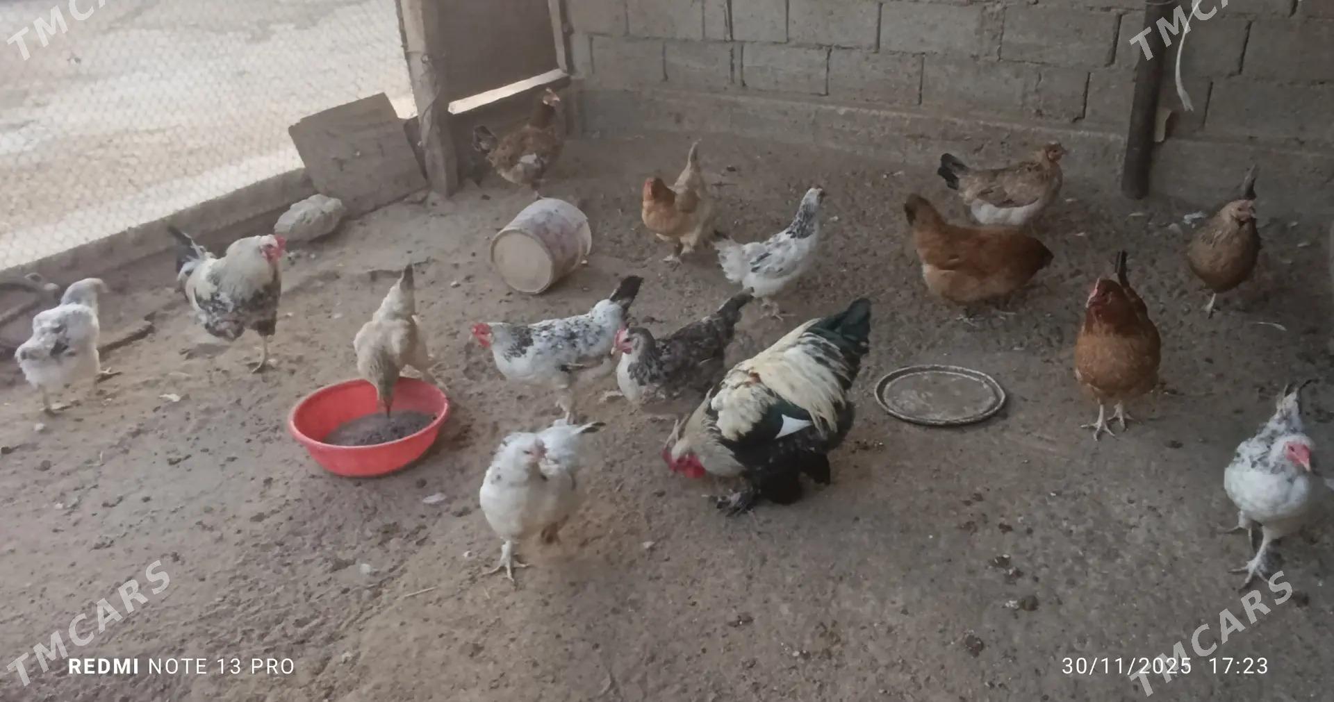 towuk - Jebel - img 6