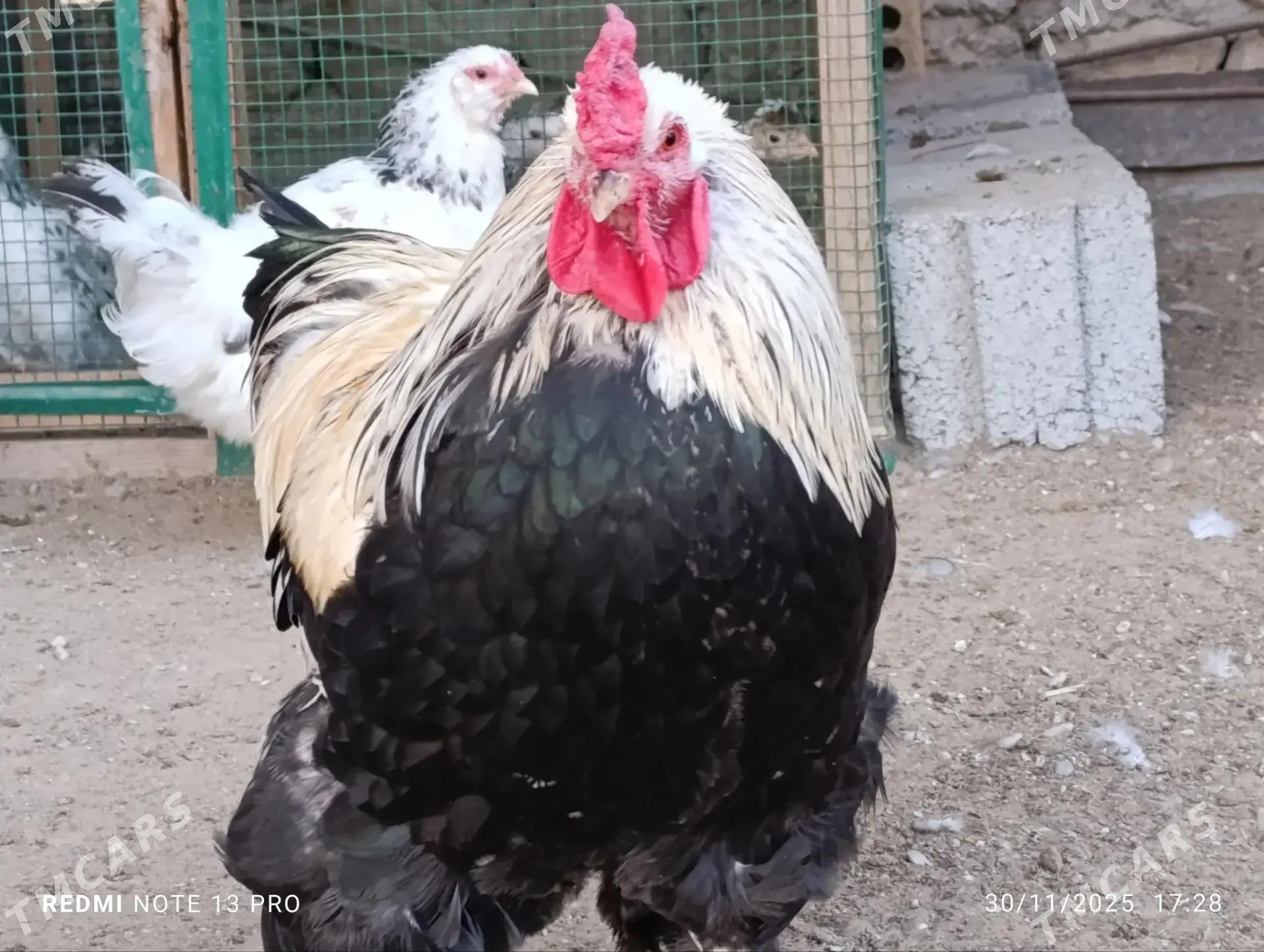 towuk - Jebel - img 3