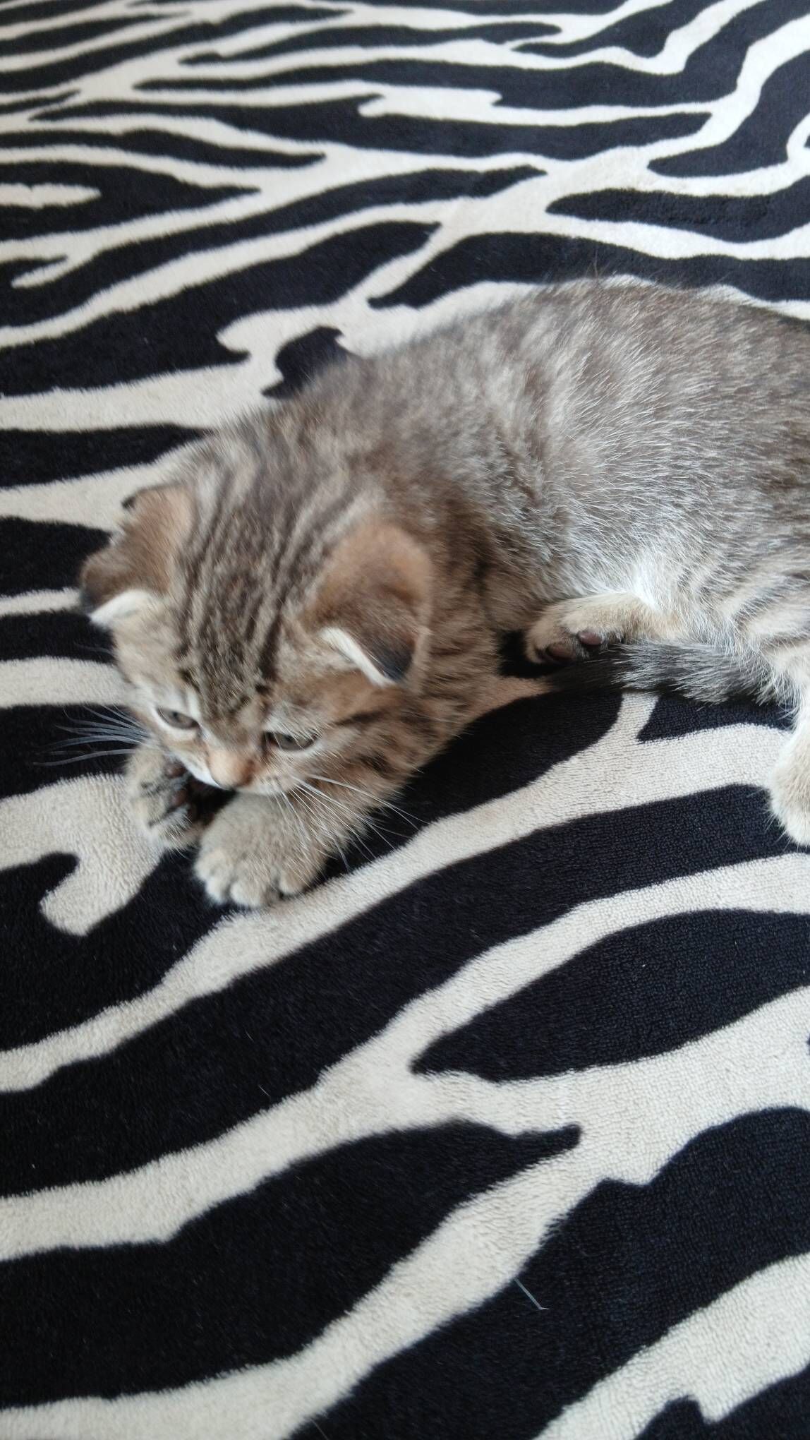 шотландские котята - Aşgabat - img 1