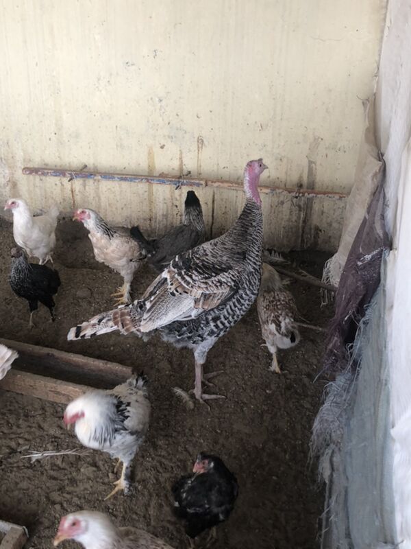 induk - Balkanabat - img 2