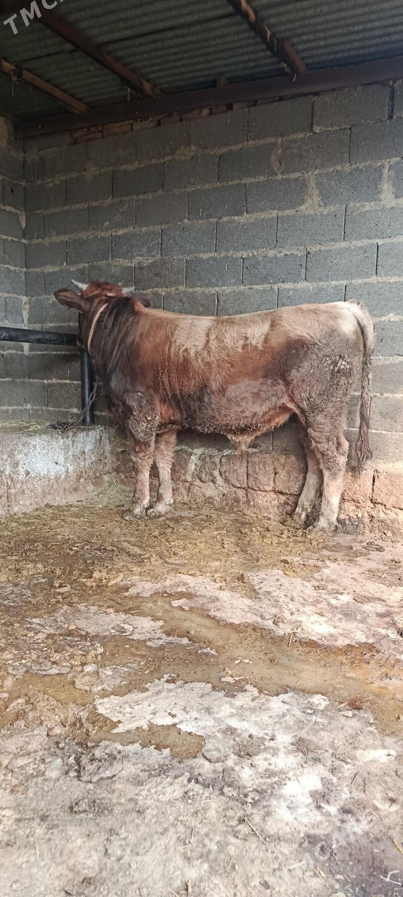 şwes okuz - Бахарден - img 2