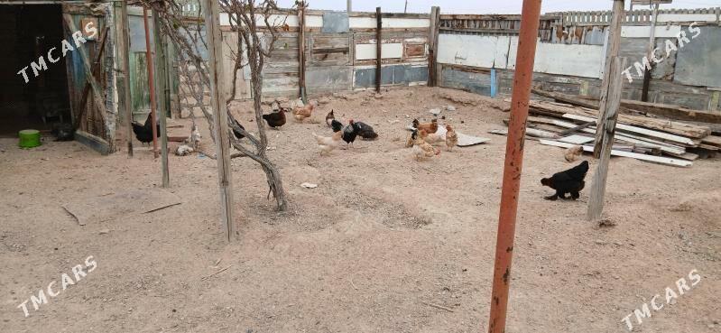 towuk - Türkmenbaşy - img 1