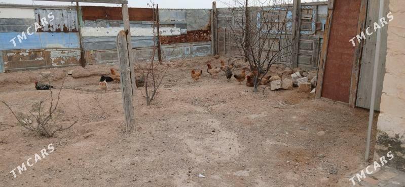 towuk - Türkmenbaşy - img 2