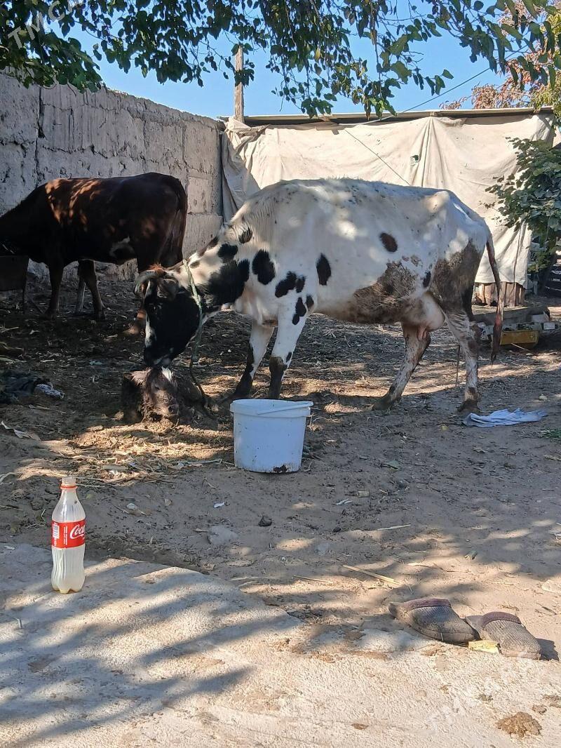 göleli sigir - Aşgabat - img 1