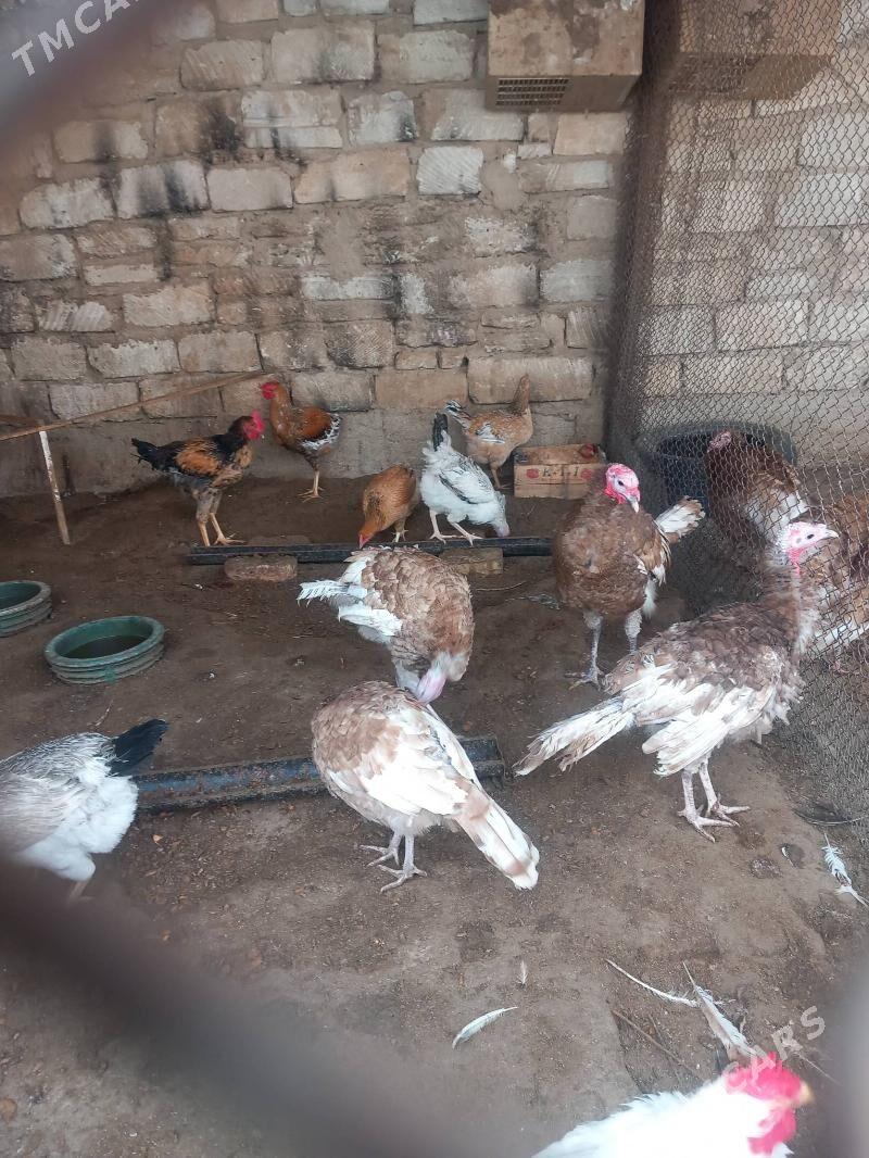 indyuk owgan - Balkanabat - img 2