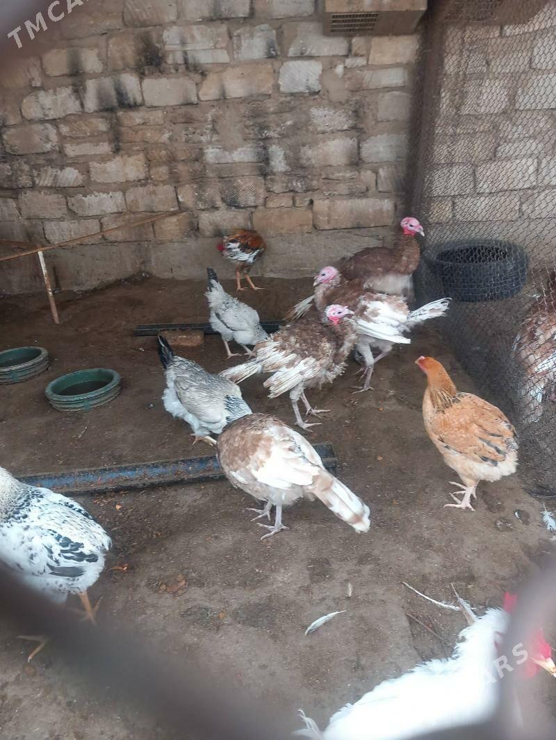 indyuk owgan - Balkanabat - img 3