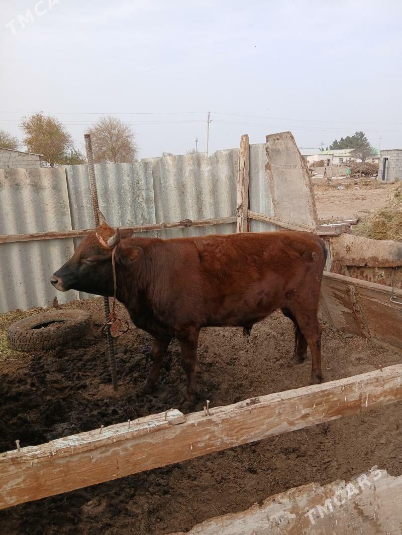 Okuz - Gökdepe - img 1