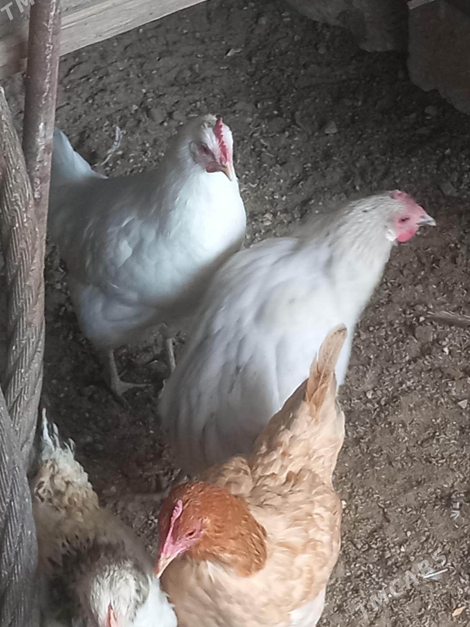 Türkmen towuk - Gumdag - img 4