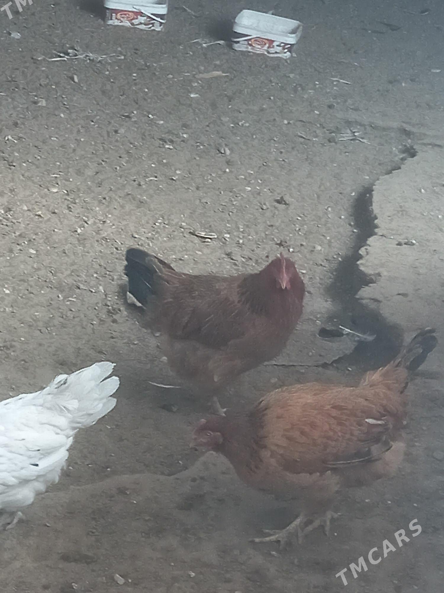 Türkmen towuk - Gumdag - img 2