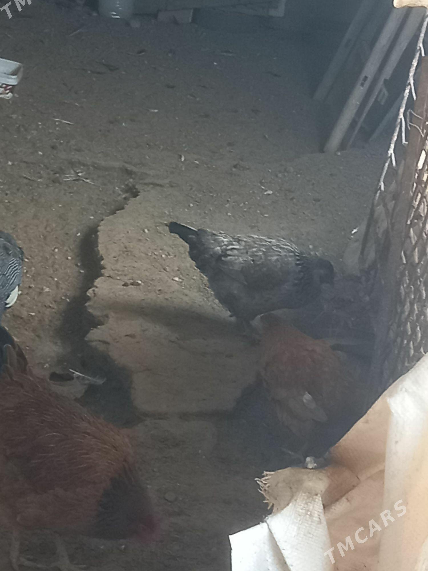 Türkmen towuk - Gumdag - img 5