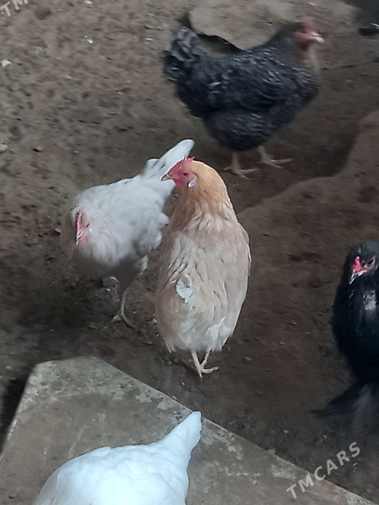 Türkmen towuk - Gumdag - img 3