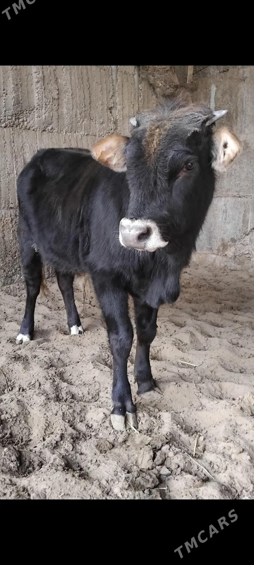 ŠWES OKUZ - Бузмеин - img 3