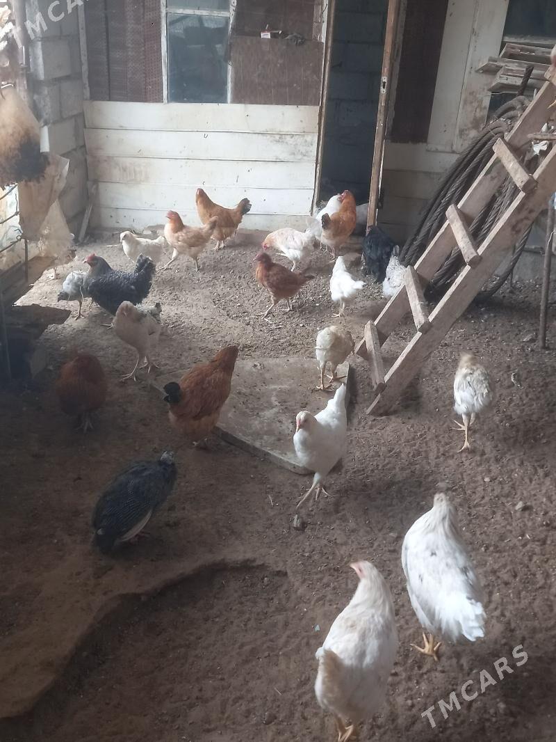 Türkmen towuk - Gumdag - img 6