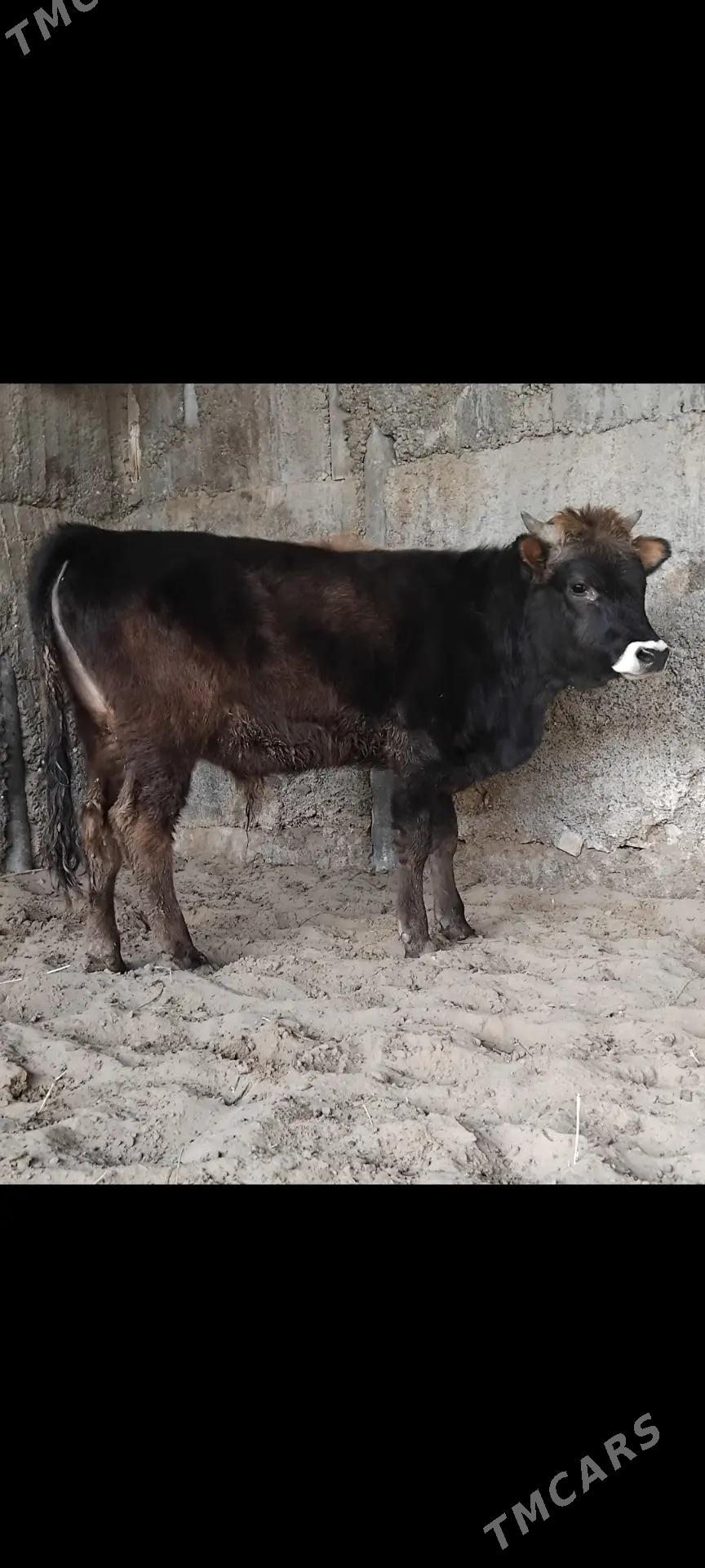 ŠWES OKUZ - Бузмеин - img 2