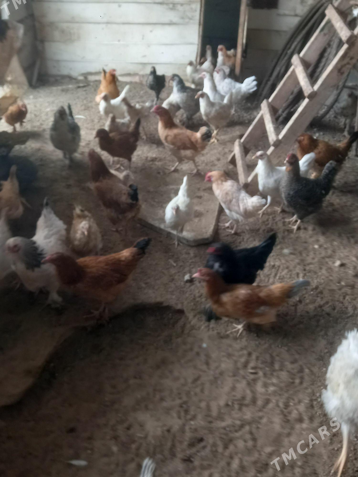 Türkmen towuk - Gumdag - img 7