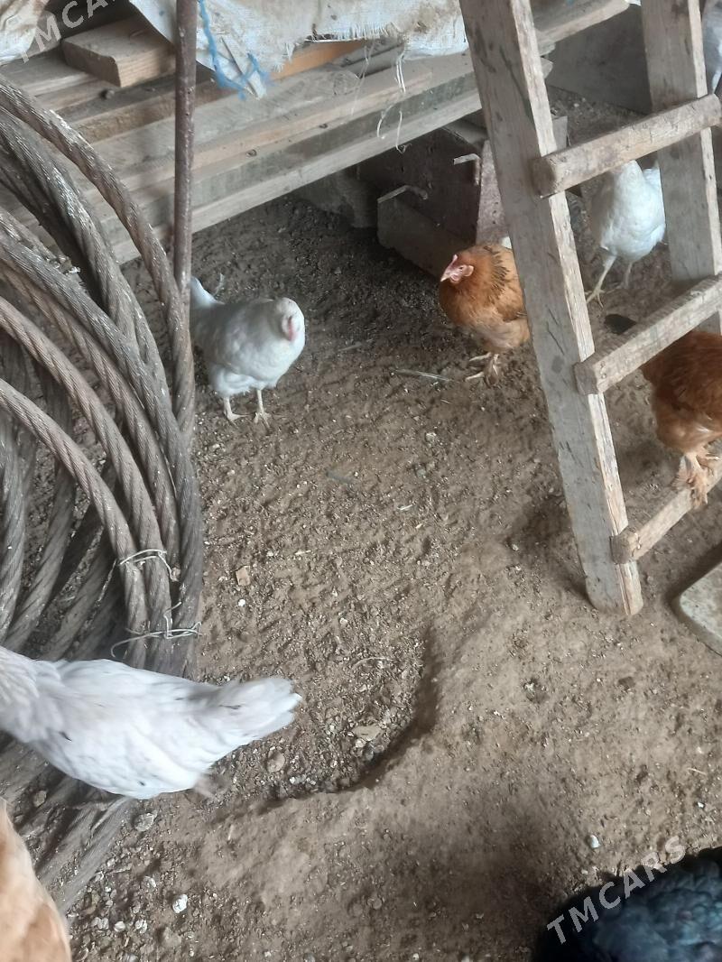 Türkmen towuk - Gumdag - img 8