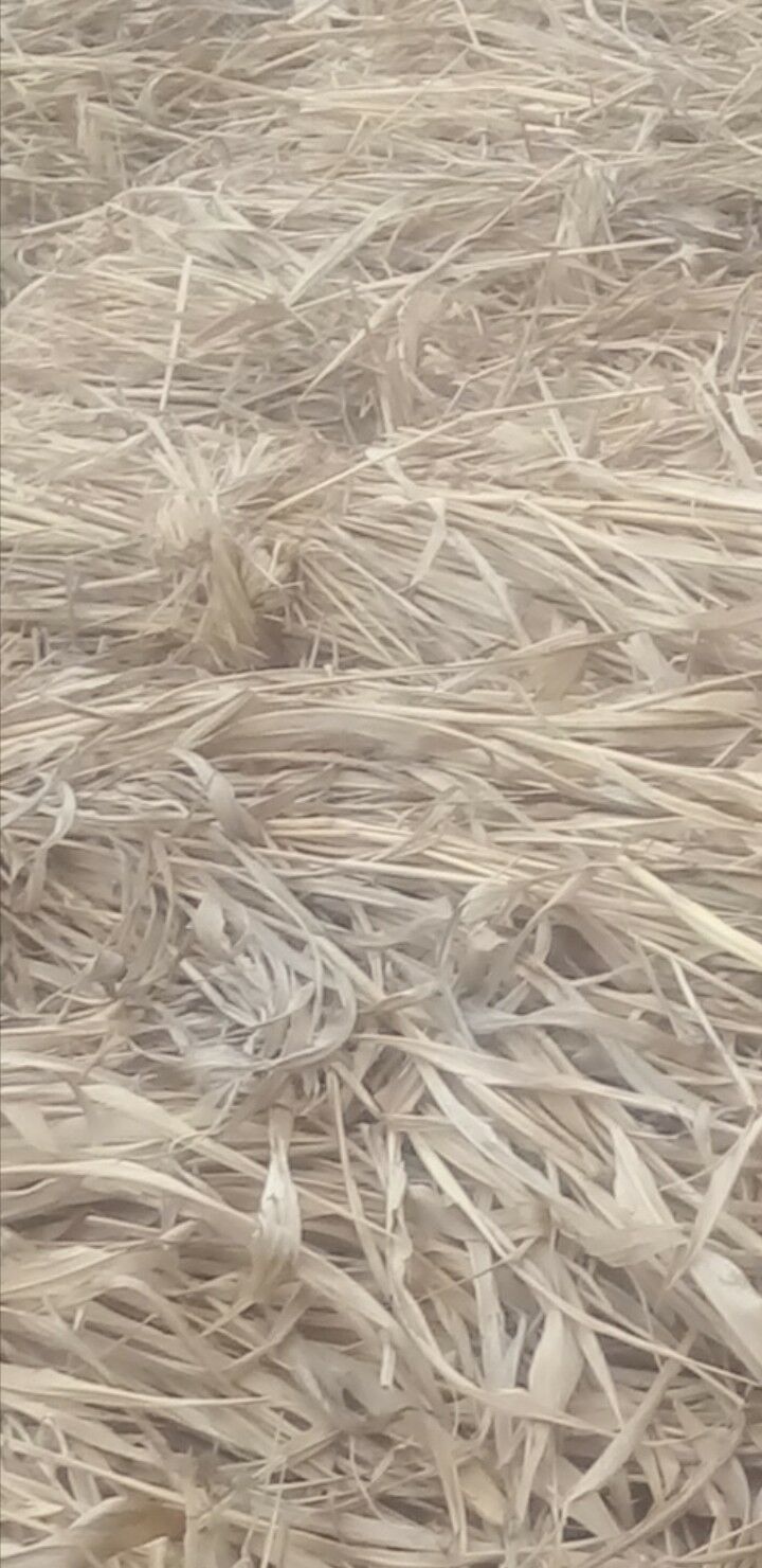 jöwen ot - Daşoguz - img 1