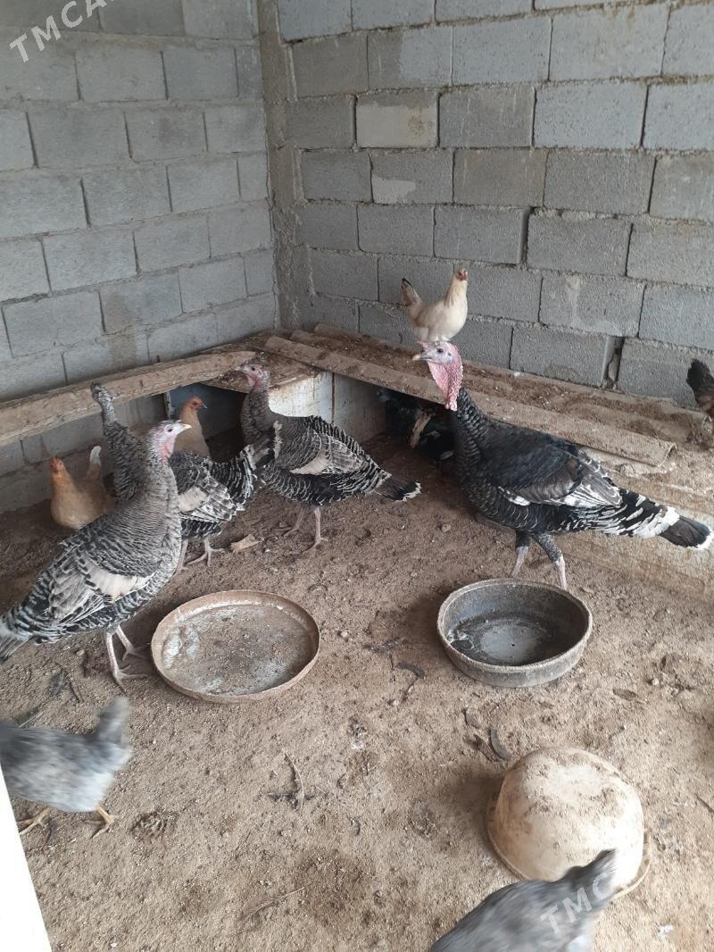 induk juje - Büzmeýin - img 1