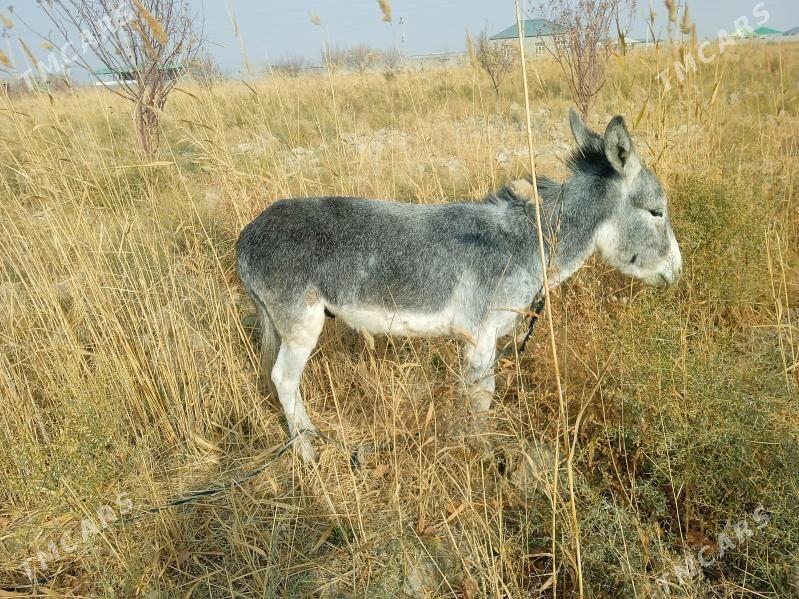 eşek - Яшлык - img 1