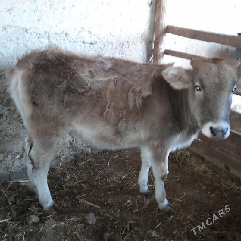 Tüwe - Gyzylarbat - img 2