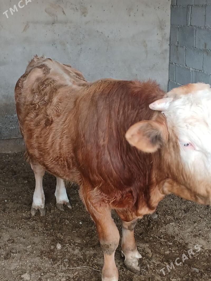 ÒKUZ SIMINTAL - Ýalkym - img 1