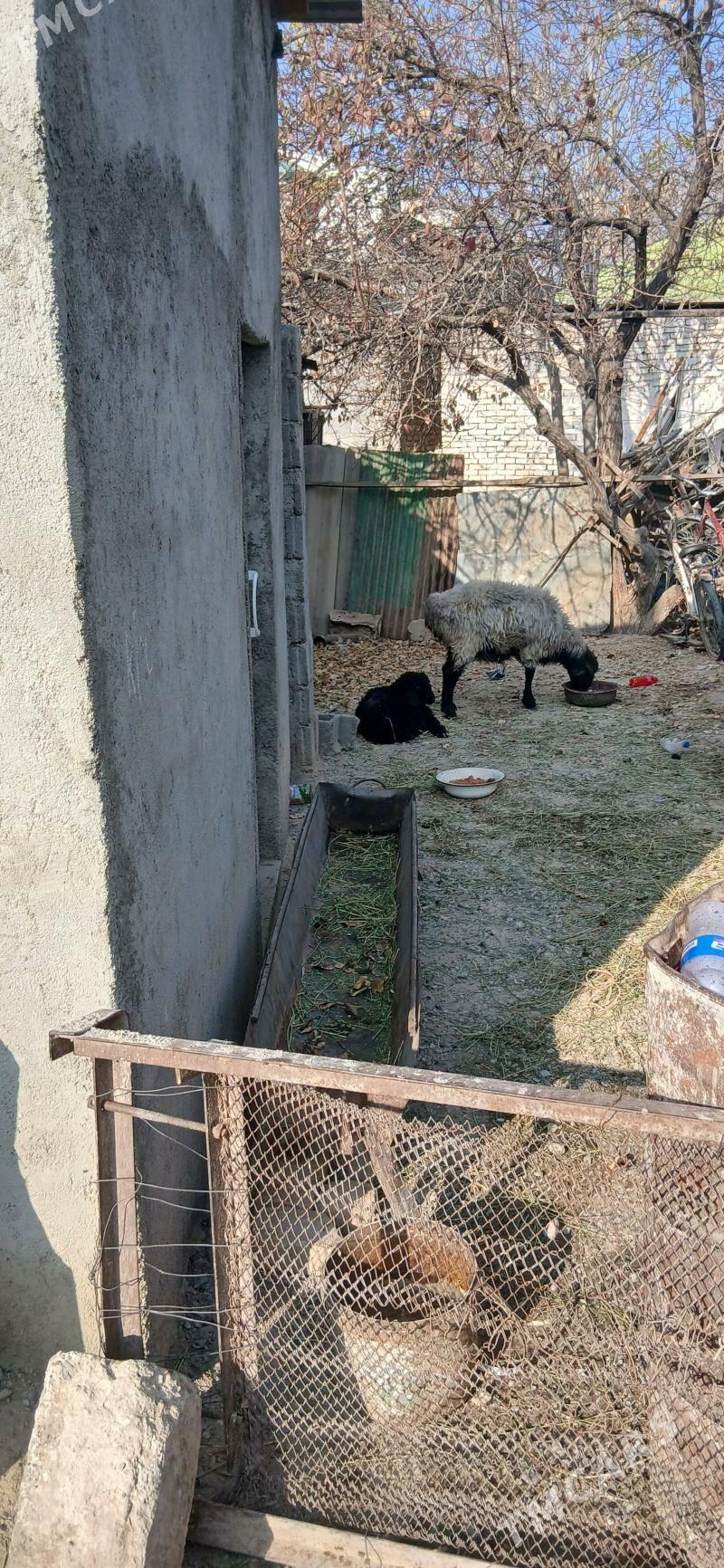 Guzly goyun - Çoganly - img 2