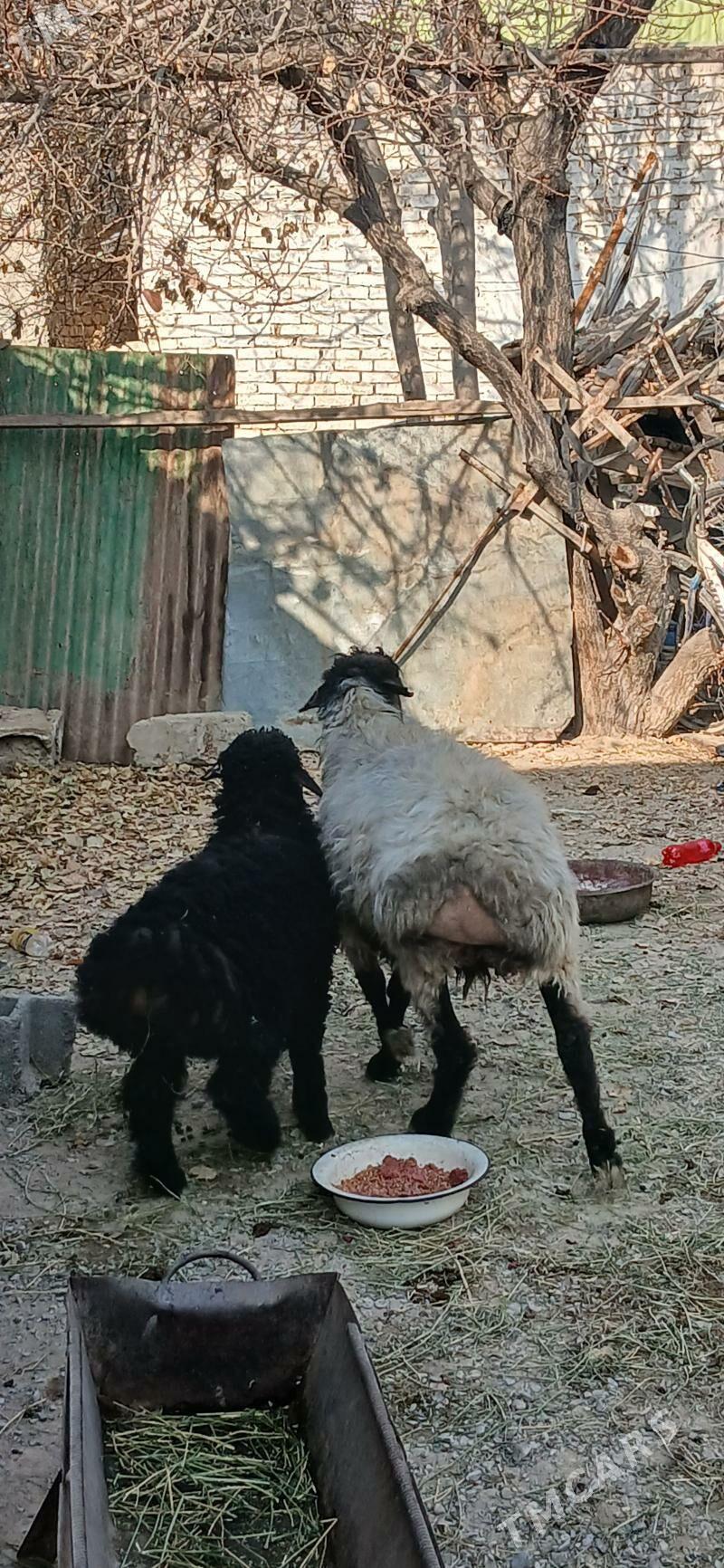 Guzly goyun - Çoganly - img 1