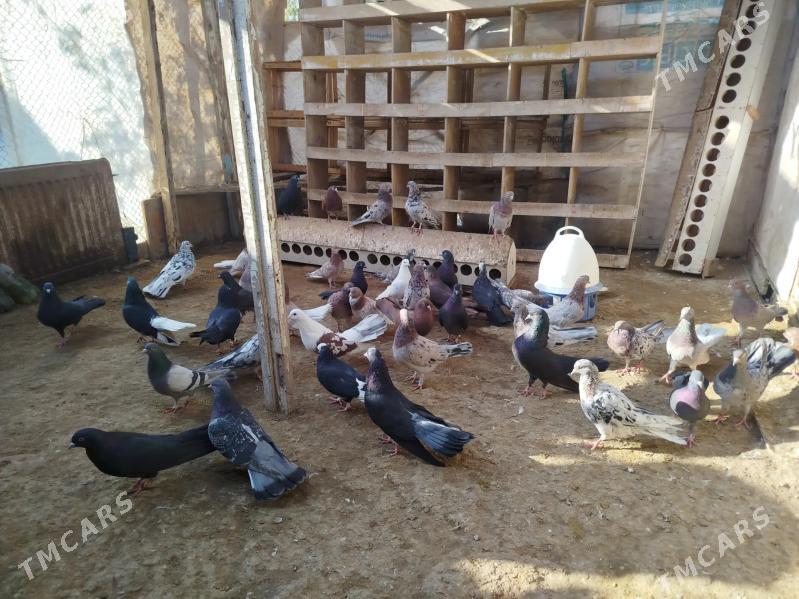 kepderi - Gumdag - img 8