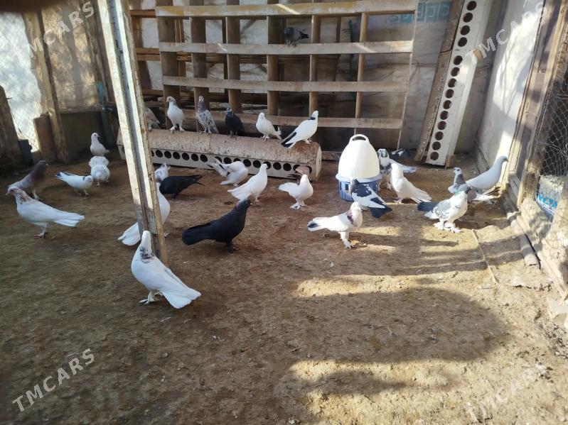 kepderi - Gumdag - img 7