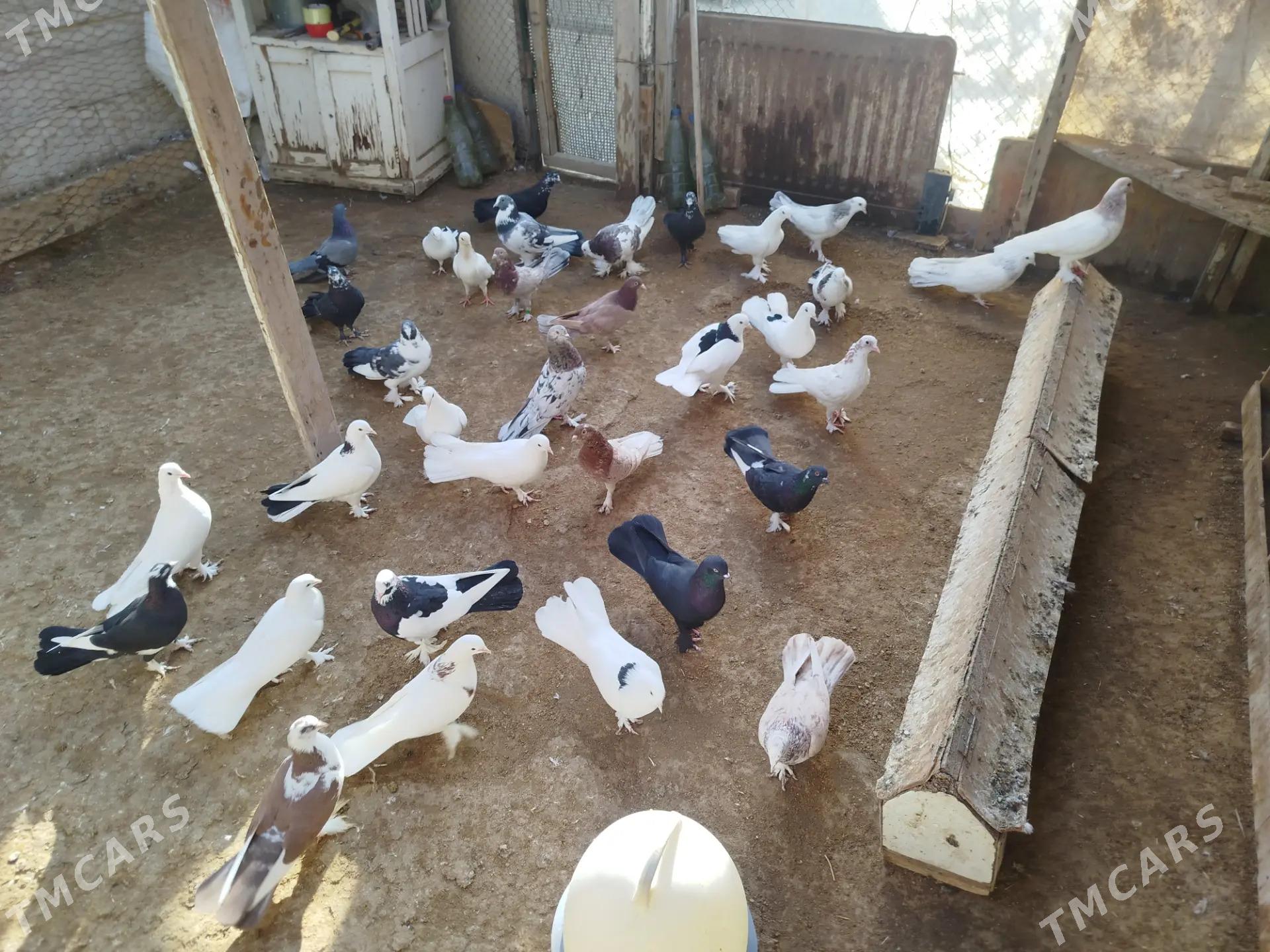 kepderi - Gumdag - img 3