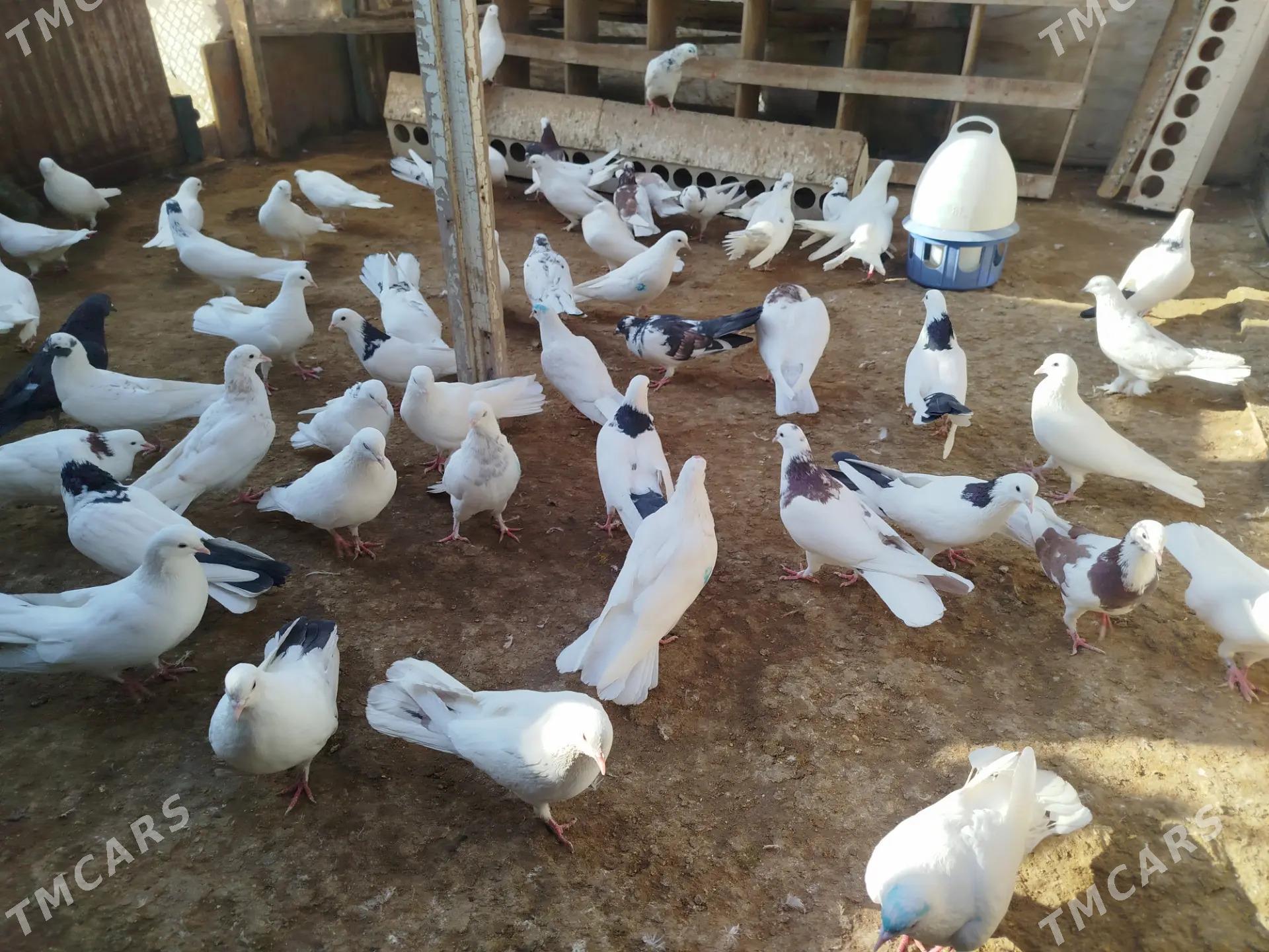 kepderi - Gumdag - img 10